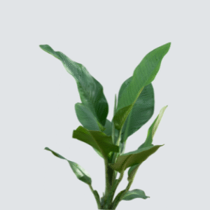 Banana Leaf Plant